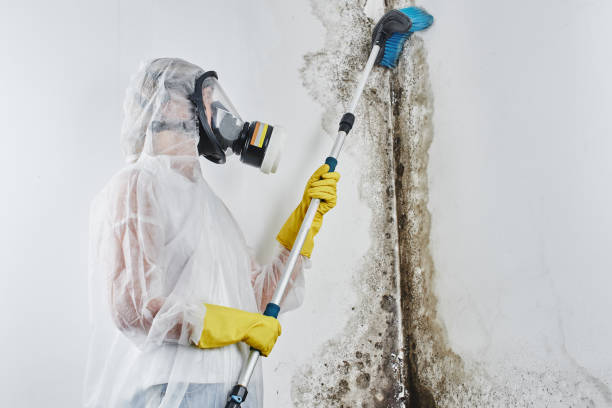 Professional Mold Remediation in Plandome, NY