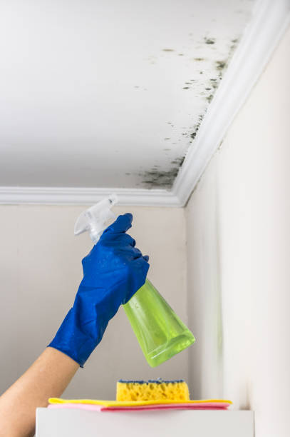 Best Mold Testing and Inspection Services in Plandome, NY